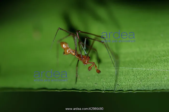 : Dewdrop Spider on leaf - Klungkung, Bali, Indonesia : Dewdrop Spider on leaf - Klungkung, Bali, Indonesia