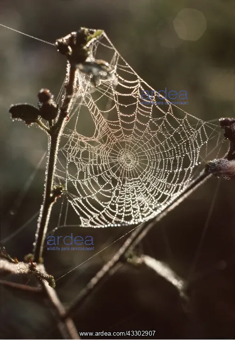 : DEWDROPS ON COBWEB : DEWDROPS ON COBWEB