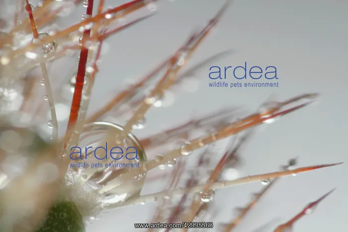 : Dewdrops - drops of morning dew on Cactus thorns : Dewdrops - drops of morning dew on Cactus thorns