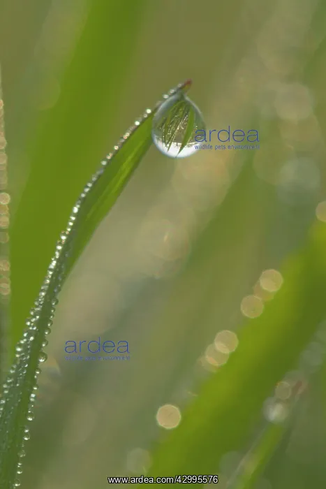 : Dewdrops - drops of morning dew on Grass blades in spring : Dewdrops - drops of morning dew on Grass blades in spring