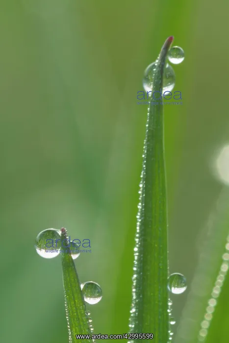 : Dewdrops - drops of morning dew on Grass blades in spring : Dewdrops - drops of morning dew on Grass blades in spring