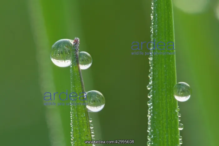 : Dewdrops - drops of morning dew on Grass blades in spring : Dewdrops - drops of morning dew on Grass blades in spring