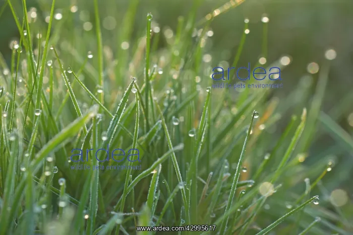 : Dewdrops - drops of morning dew on Grass blades in spring : Dewdrops - drops of morning dew on Grass blades in spring