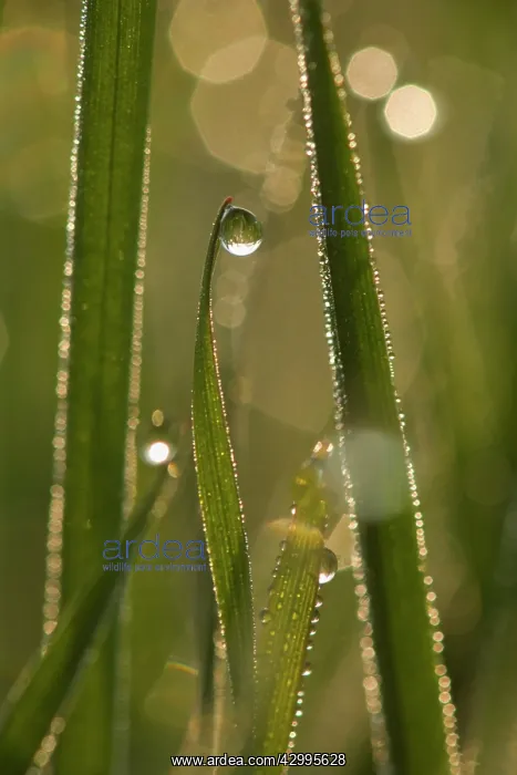 : Dewdrops - drops of morning dew on Grass blades in spring : Dewdrops - drops of morning dew on Grass blades in spring