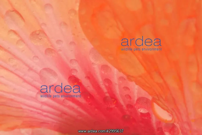 : Dewdrops - drops of morning dew on Hibiscus flower : Dewdrops - drops of morning dew on Hibiscus flower