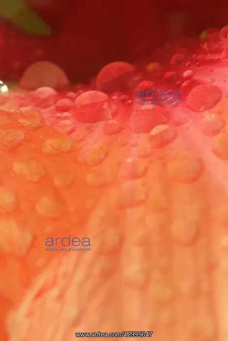  : Dewdrops - drops of morning dew on Hibiscus flower
