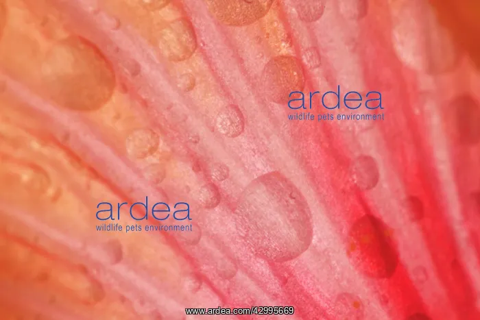 : Dewdrops - drops of morning dew on Hibiscus flower : Dewdrops - drops of morning dew on Hibiscus flower