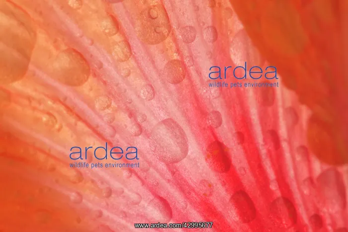 : Dewdrops - drops of morning dew on Hibiscus flower : Dewdrops - drops of morning dew on Hibiscus flower
