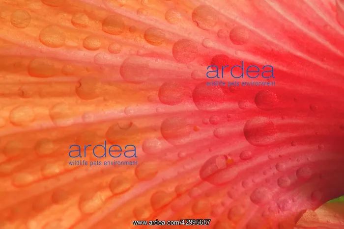 : Dewdrops - drops of morning dew on Hibiscus flower : Dewdrops - drops of morning dew on Hibiscus flower