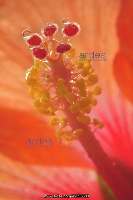 : Dewdrops - drops of morning dew on Hibiscus flower : Dewdrops - drops of morning dew on Hibiscus flower