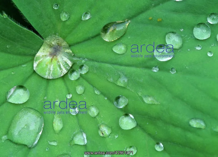  : Dewdrops - gathering on leaf