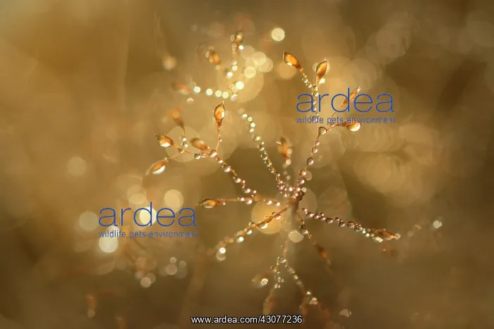 : Dewdrops on Grass : Dewdrops on Grass
