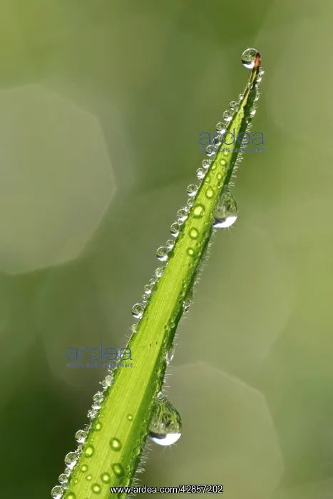 : Dewdrops - on a grass blade with reflections of sunlight : Dewdrops - on a grass blade with reflections of sunlight