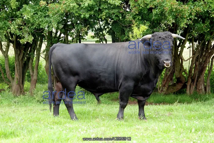  : Dexter Bull, pedigree rare breed