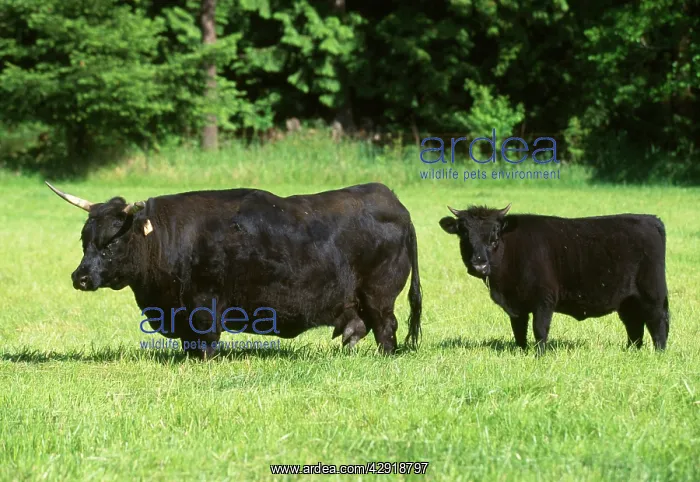 : Dexter Cattle. Adult and calf : Dexter Cattle. Adult and calf