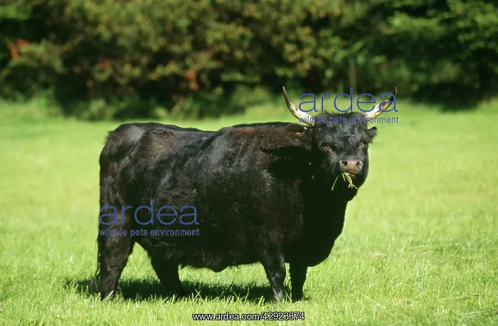 : DEXTER COW - chewing cud : DEXTER COW - chewing cud