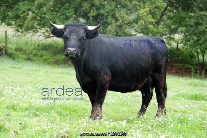  : Dexter Cow, pedigree rare breed