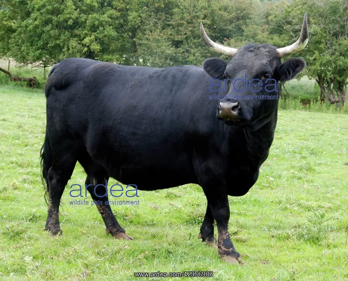  : Dexter Cow, pedigree rare breed