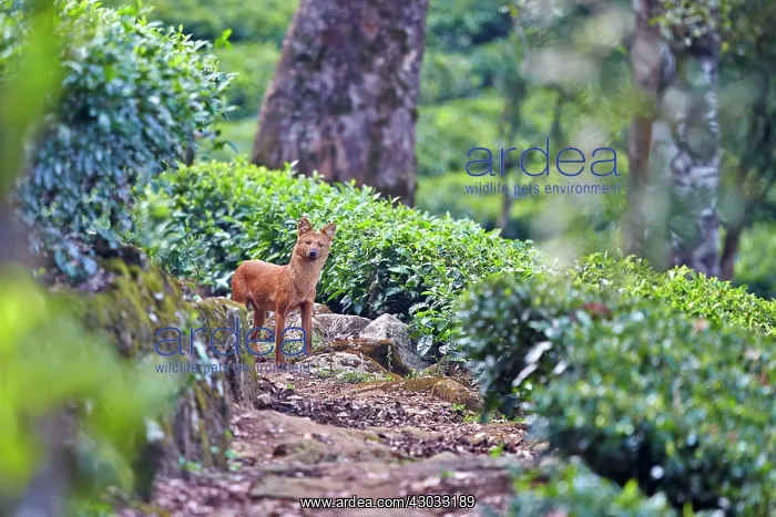  : Dhole  /  Asiatic Wild Dog  /  Indian Wild Dog