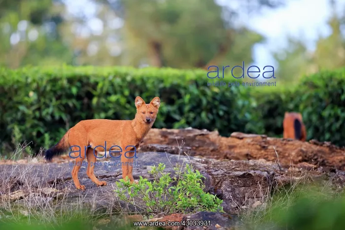  : Dhole  /  Asiatic Wild  /  Indian Wild Dog