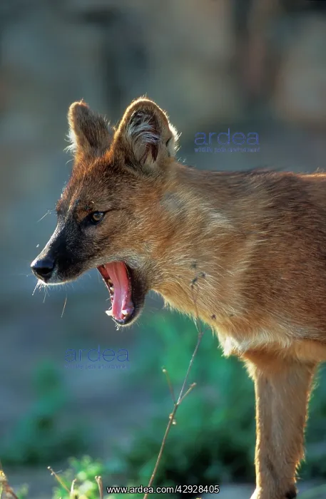 : Dhole DOG / Asiatic Wild Dog / Red Dog : Dhole DOG / Asiatic Wild Dog / Red Dog