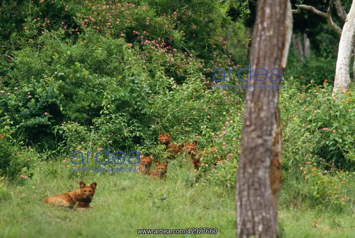 : Dhole Dogs - lying in wait, hunt as a pack : Dhole Dogs - lying in wait, hunt as a pack