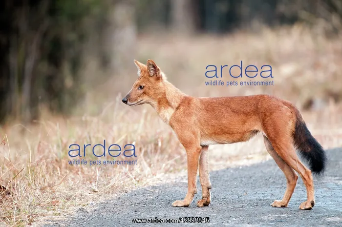 : Dhole - standing on road : Dhole - standing on road