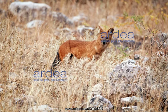 : Dhole - standing amongst rocks and dry vegetation : Dhole - standing amongst rocks and dry vegetation