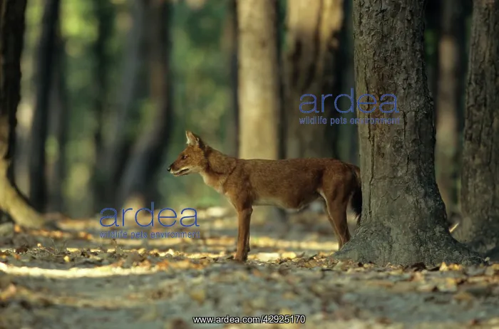 : Dhole / Wild dog in the Sal forest : Dhole / Wild dog in the Sal forest