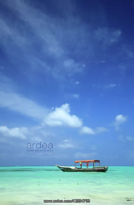 : Dhow Arabian Boat Tropical Indian Ocean, Pongwe : Dhow Arabian Boat Tropical Indian Ocean, Pongwe
