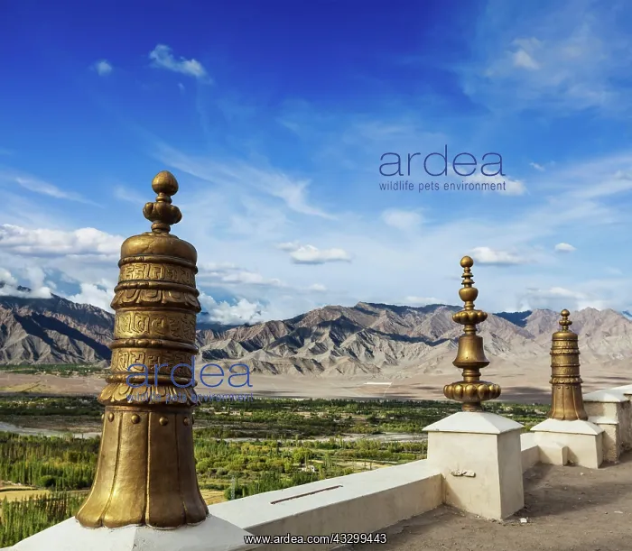 : Dhvaja (victory banners), on the roof of Thiksey : Dhvaja (victory banners), on the roof of Thiksey