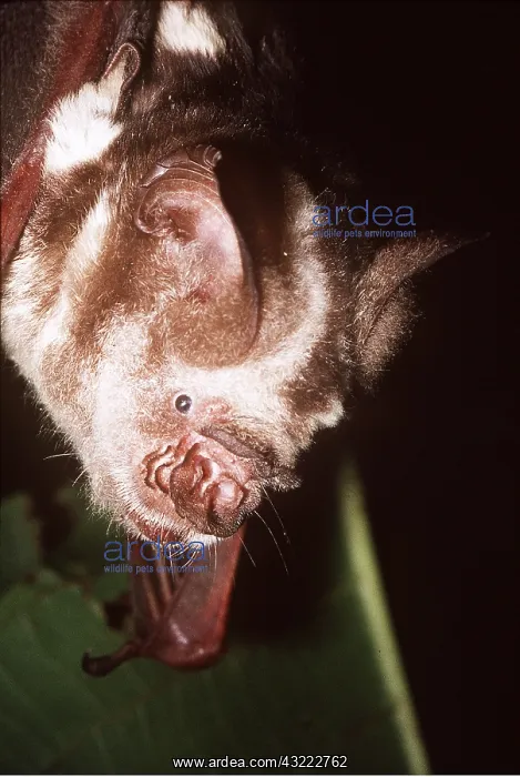 : Diadem Roundleaf / LEAF-NOSED BAT - close-up of head : Diadem Roundleaf / LEAF-NOSED BAT - close-up of head