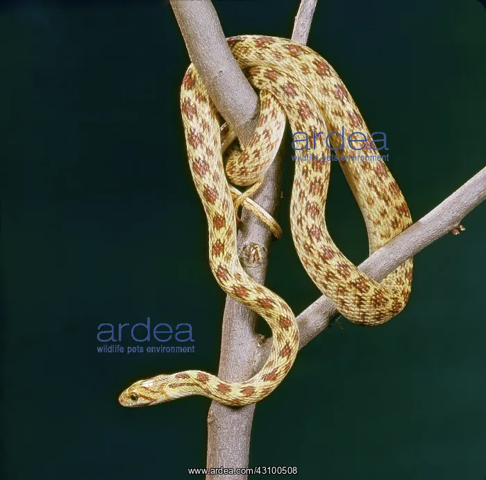 : Diadem Snake (Spalerosophis diadema) : Diadem Snake (Spalerosophis diadema)