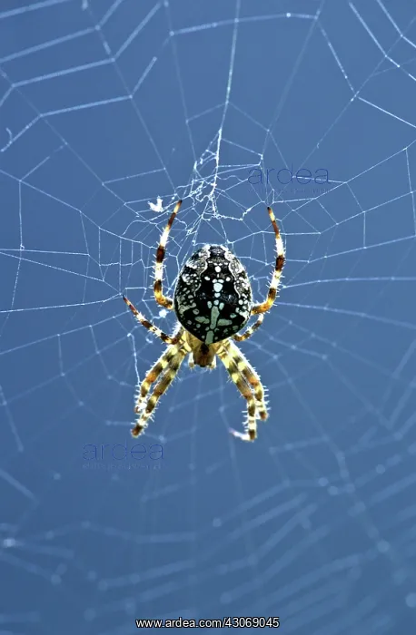 : Diadem Spider : Diadem Spider