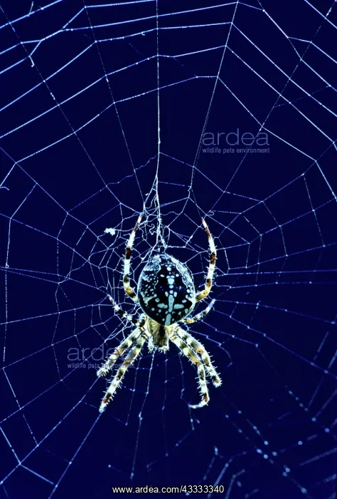 : Diadem Spider : Diadem Spider