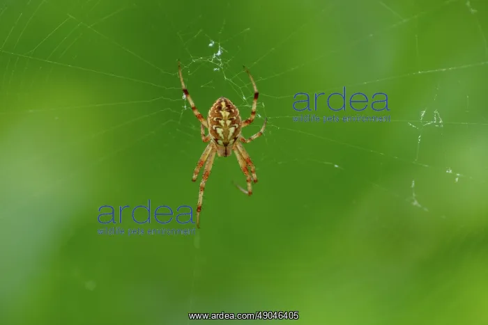 : DIADEM SPIDER : DIADEM SPIDER