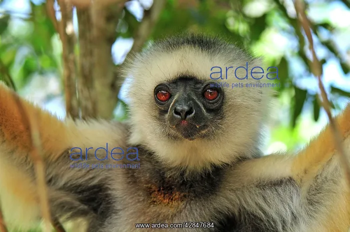 : Diademed Sifaka : Diademed Sifaka