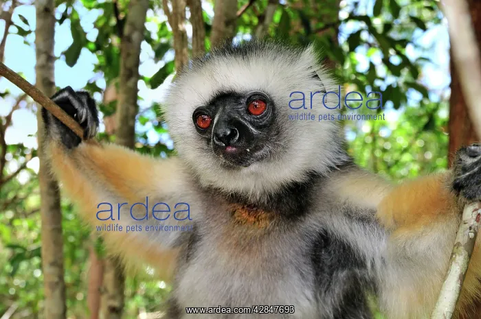 : Diademed Sifaka : Diademed Sifaka