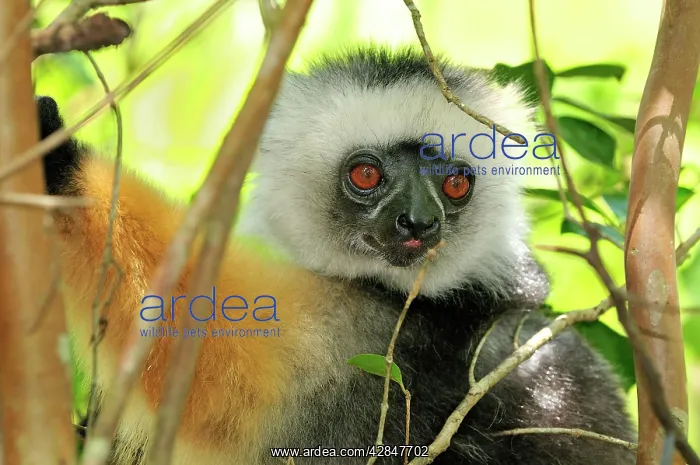 : Diademed Sifaka : Diademed Sifaka