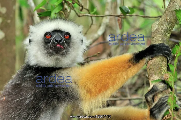 : Diademed Sifaka : Diademed Sifaka