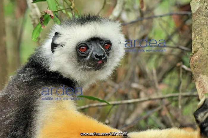 : Diademed Sifaka : Diademed Sifaka
