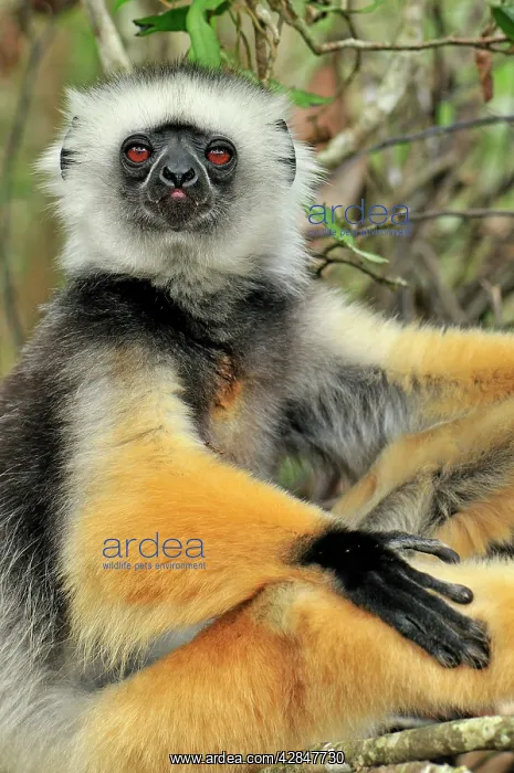 : Diademed Sifaka : Diademed Sifaka