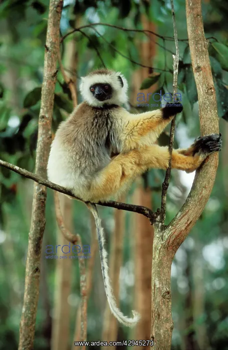 : Diademed SIFAKA - sitting in tree, endemic : Diademed SIFAKA - sitting in tree, endemic