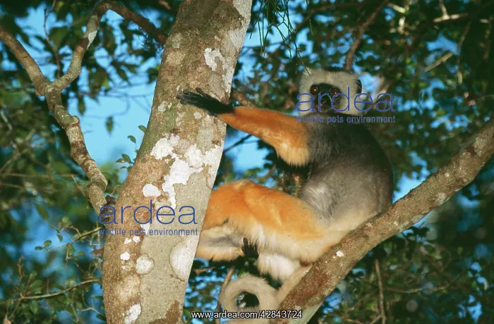 : Diademed SIFAKA - in tree : Diademed SIFAKA - in tree