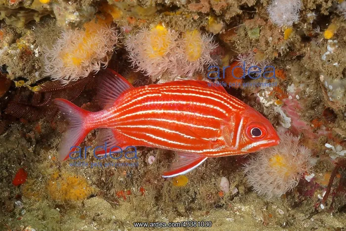 : Diademhusar (Sargocentron diadema), Aliwal Shoal : Diademhusar (Sargocentron diadema), Aliwal Shoal