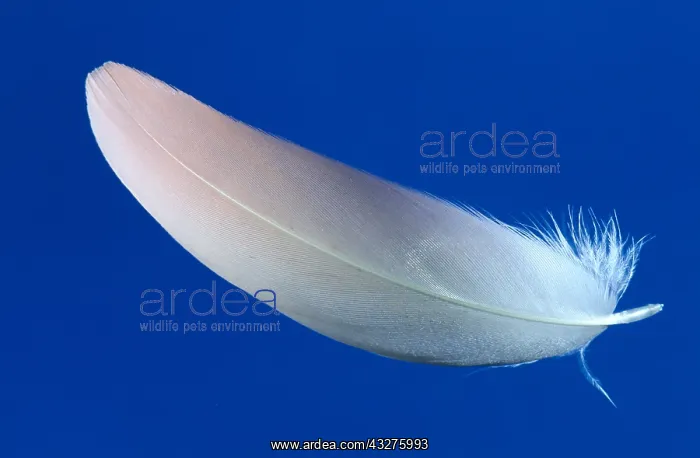 : Diagnostic shot of feather : Diagnostic shot of feather