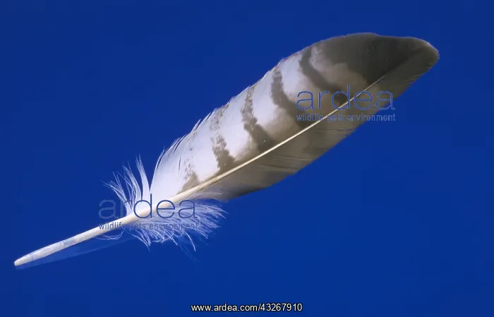 : Diagnostic shot of a flight feather : Diagnostic shot of a flight feather