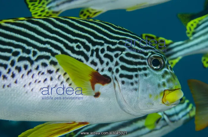 : Diagonal-banded Sweetlips - USAT (US Army Transport) : Diagonal-banded Sweetlips - USAT (US Army Transport)