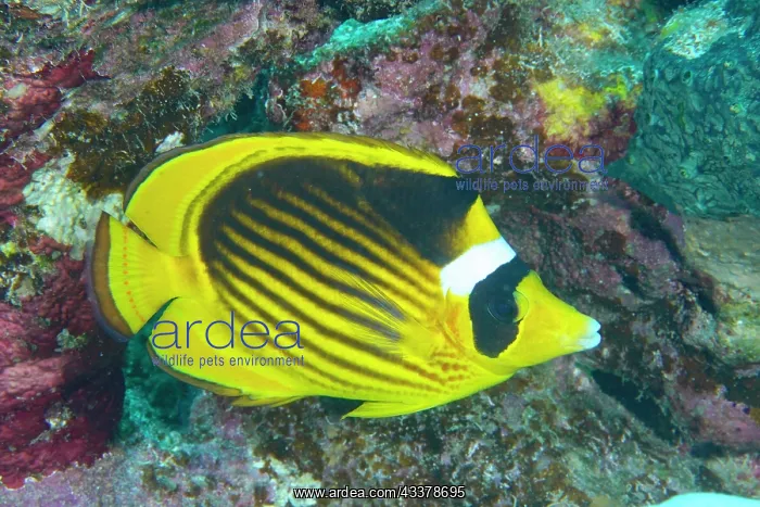 : Diagonal butterflyfish (Chaetodon fasciatus), House : Diagonal butterflyfish (Chaetodon fasciatus), House