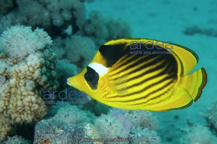 : Diagonal butterflyfish (Chaetodon fasciatus), Dive : Diagonal butterflyfish (Chaetodon fasciatus), Dive
